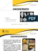 Exposición Equinodermos Sedimentaria Final