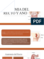 Anatomia Ano