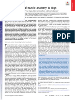 Evolution of Facial Muscle Anatomy in Dogs