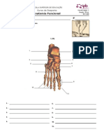 Ficha - AF-2 - Osteologia - 20-21