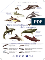 Cartilla Cetaceos de La Patagonia