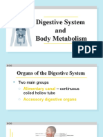 Digestive-System