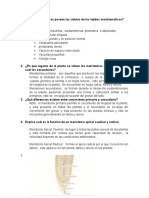 Qué Características Poseen Las Células de Los Tejidos Meristemáticos