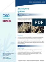 Anacropora Spinosa Coral Report 508