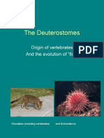 The Deuterostomes: Origin of Vertebrates and The Evolution of "Fish"