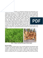 Spice Crops Ginger: Photo - Ginger Crop (Left) and Ginger Rhizome (Right) Soil and Climate