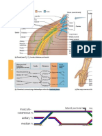 Nerves and Innervated Muscles