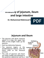 Anatomy of Jejunum, Ileum and Large Intestine: Dr. Mohammed Mahmoud Mosaed