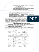 Morfología Basidiomycetes