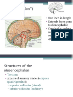 Midbrain ("Mesencephalon")