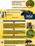 Abeja Apis Mellifare Power Point