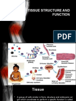 Tissue Structure & Function