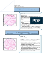 Informe de Tejido Conectivo