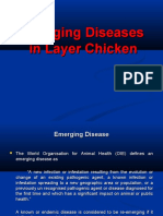 Emerging Diseases in Layer Chicken