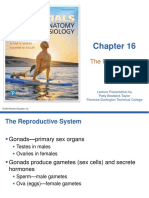 CHAPTER 16 Reproductive System PDF