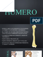 Humero