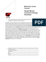 Muscarinic Jones Concert: Skeletal Muscle Contraction Analogy Worksheet