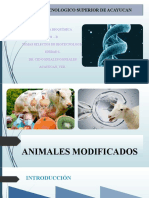 Animales Modificados