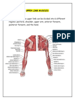 Upper Limb Muscles