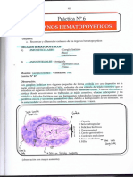 Histología Prácticas 2020