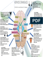 Nervios Craneales 2