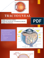 Tracto Uveal