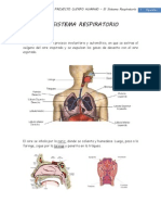 El Sistema Respiratorio