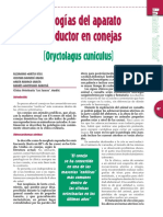 Conejas PDF