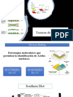 Técnicas Blotting