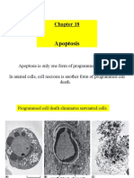 Chapter 18 - Apoptosis - 112612