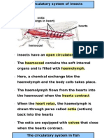 Circulatory Insects