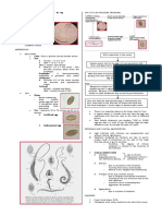 Male Is Smaller Than Female: Esophagus - Is Characteristically Stichocytes