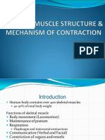 Skeletal Muscles