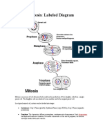 Mitosis: Labeled Diagram: Interphase: Gap 1 Phase (Growth), Synthesis Phase (Copy of DNA), Gap 2 Phase (Organelle