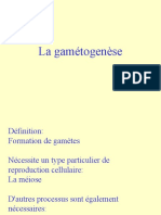 Gamétogenèse