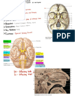 Cranial Nerves Overview