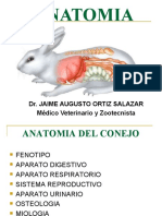 Anatomia Del Conejo2