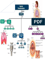 Mapa Aparato Fonoarticulatorio