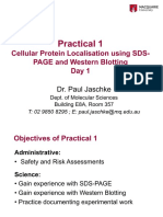 2020 - Prac 1 - Sds-page+Westernblotting - Bmol3201 - 6231 - Final