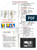 Fracture de La Palette Humérale