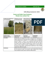 Rhodes Grass X Tozi Factsheet