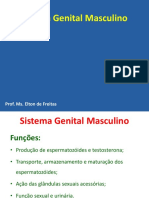 Aula Sistema Genital Masculino