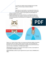 Anatomía Del Ojo, Medicina Veterinaria