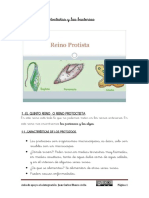 Los Protoctistas y Bacterias-6p Adaptado