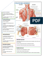 Resumen Músculos Del Hombro - Zuñiga Romero Abigail