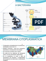 Morfologia Bacteriana