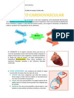 5TO Primaria Biologia - Cardiovascular