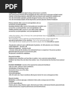 Syncytiotrophoblast & The Decidua. This Is The Cytotrophoblastic Shell