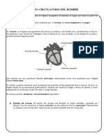 Aparato Circulatorio Secundaria