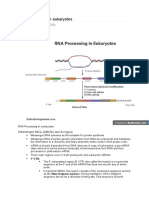 RNA Processing in Eukaryotes: January 15, 2021 Gaurab Karki